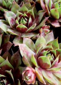 Sempervivum 'Rita Jane'